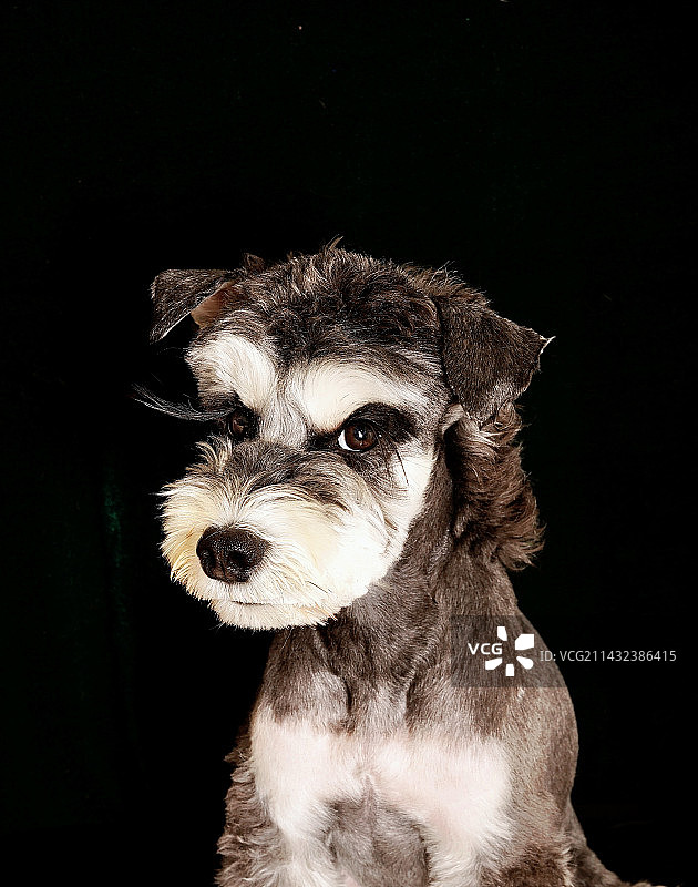 黑色背景下狗的特写镜头图片素材