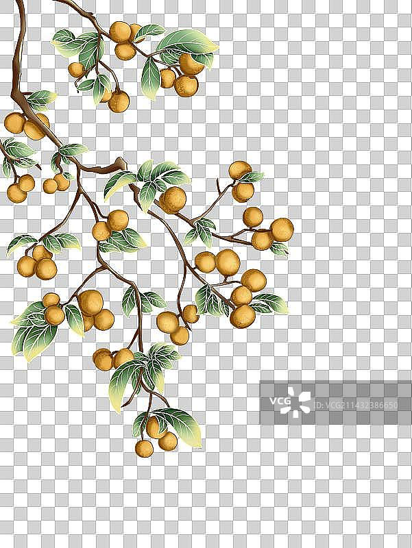 龙眼｜口感甘甜的明星水果图片素材