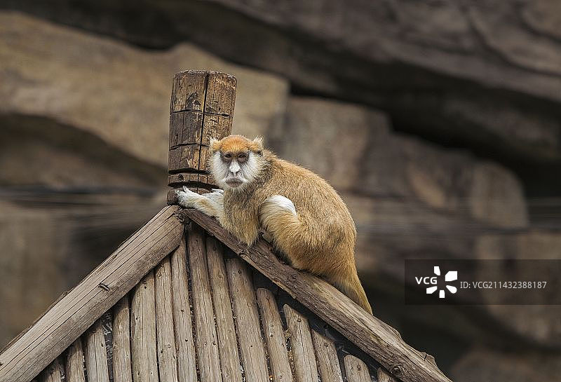 长沙生态动物园 猴子图片素材