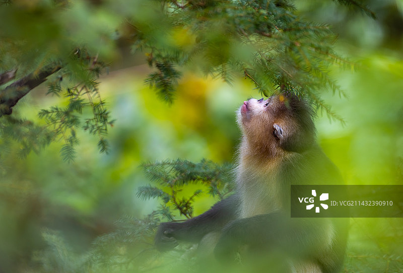 猴子坐在树上的特写镜头图片素材