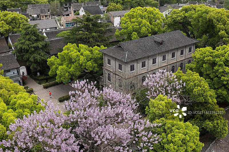 航拍梧桐花与丽则女学图片素材