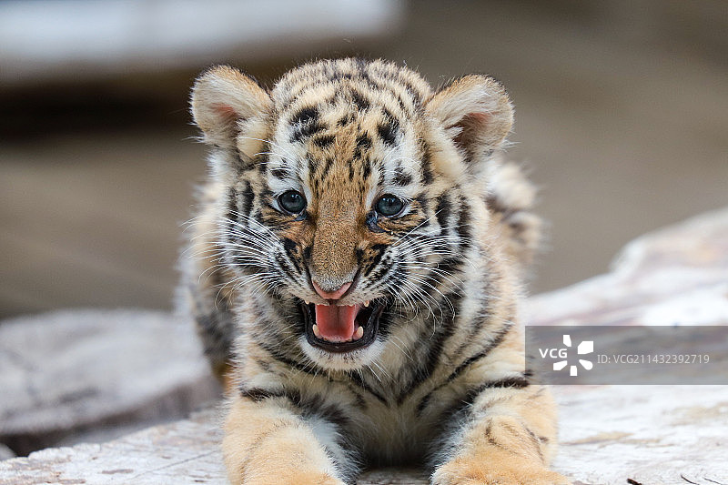 小老虎特写镜头图片素材