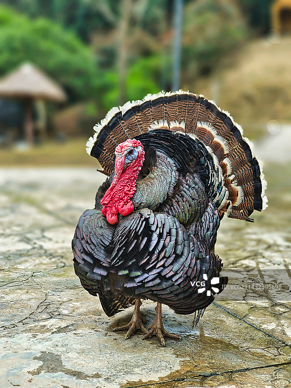 火鸡特写图片素材