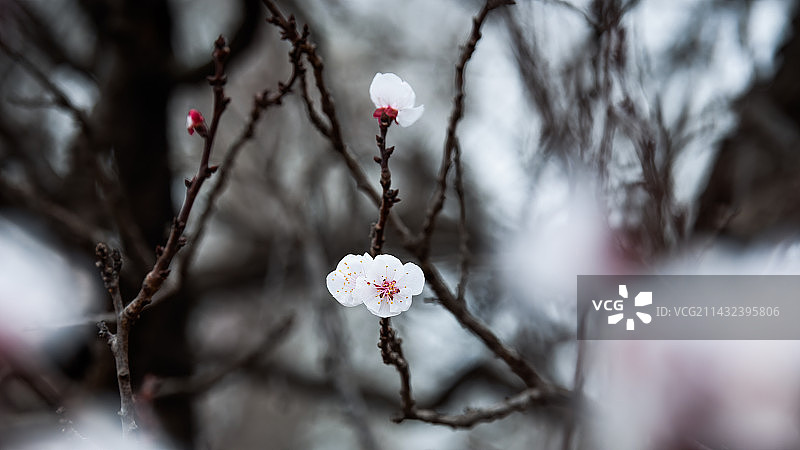 初春盛开的杏花图片素材