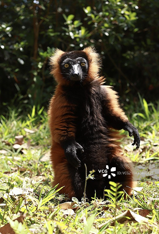 红领狐猴图片素材