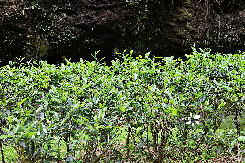 岩茶半天妖图片素材
