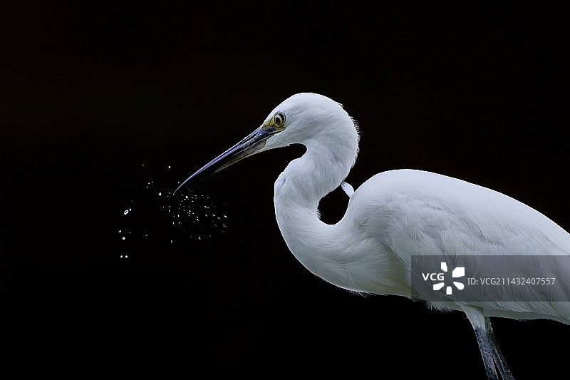 黑色背景下的白鹭图片素材