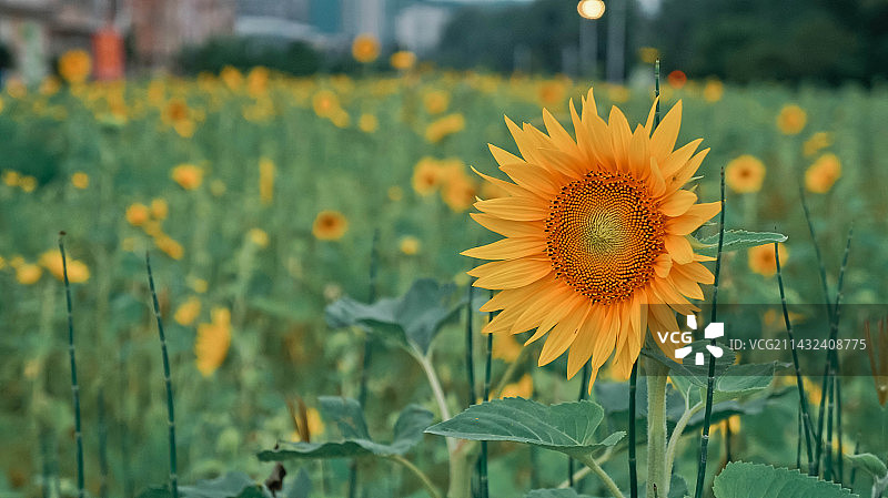 向阳而生图片素材
