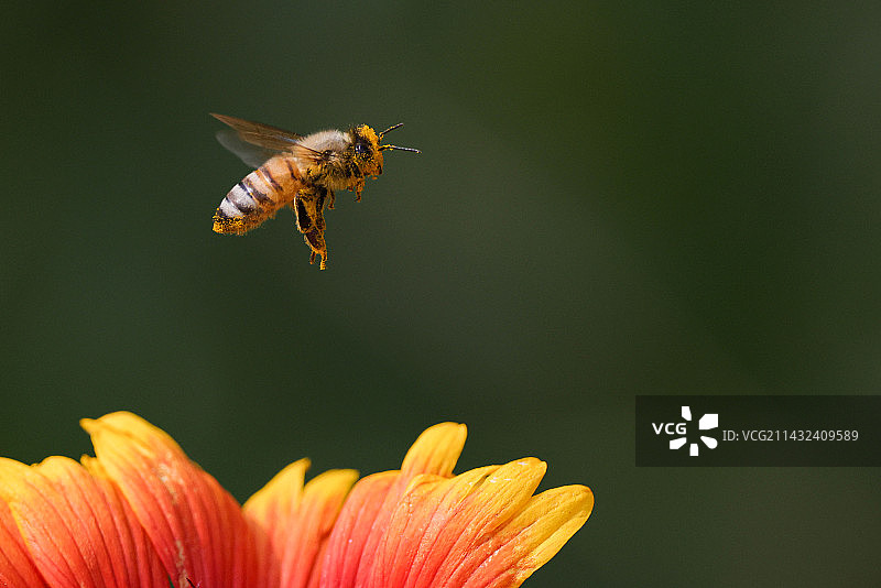 小蜜蜂图片素材