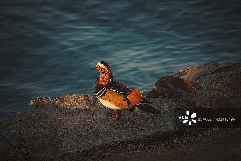 戏水鸳鸯图片素材