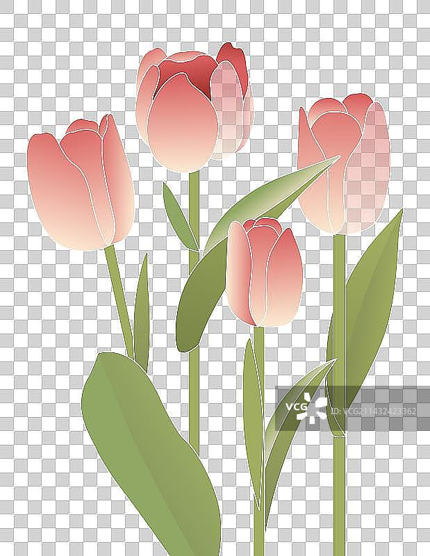 母亲节情人节劳动节青年节节日郁金香矢量元素图片素材