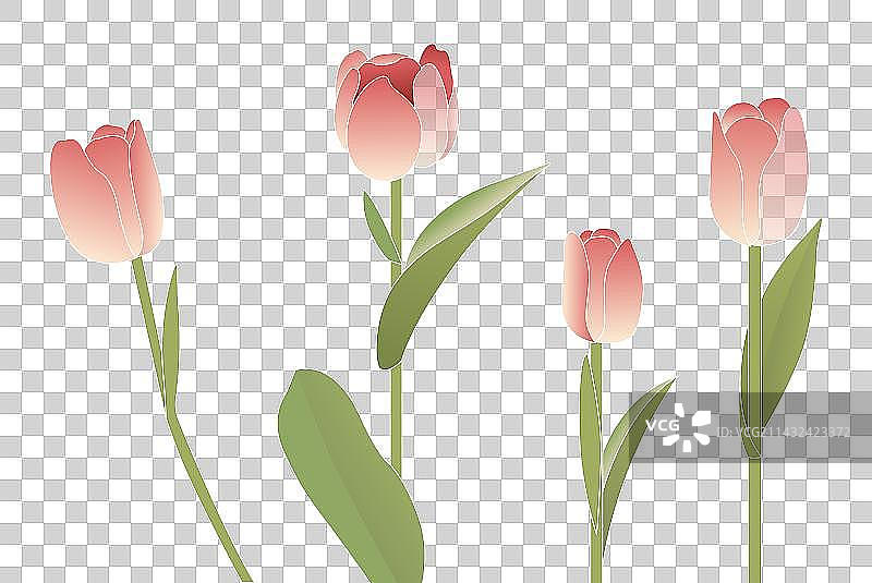 母亲节情人节劳动节青年节节日郁金香矢量元素图片素材