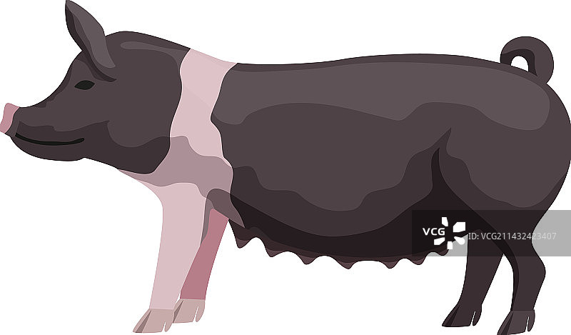 扁平风格的猪图片素材