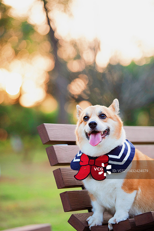 公园里快乐的柯基犬图片素材