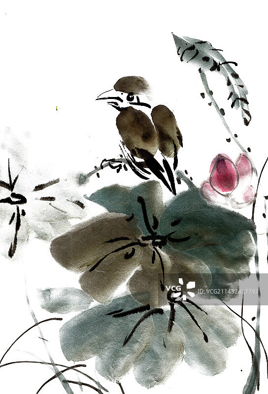 荷叶上的小鸟图片素材