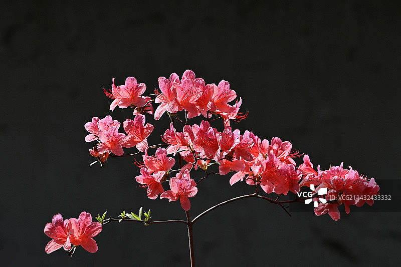 映山红图片素材