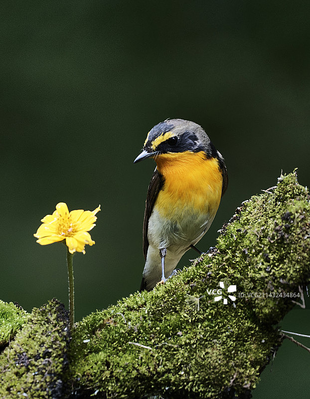 黄眉姬鹟，年年准时来访图片素材