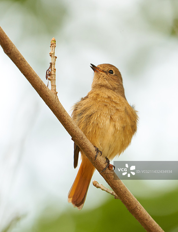 北红尾鸲，表现欲极强的小鸟图片素材