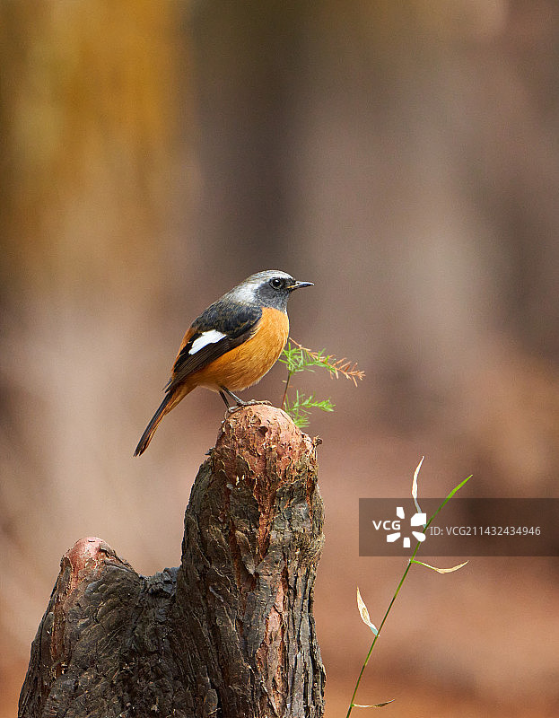 北红尾鸲，表现欲极强的小鸟图片素材