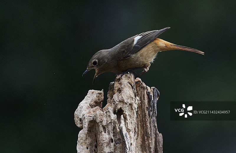 北红尾鸲，表现欲极强的小鸟图片素材