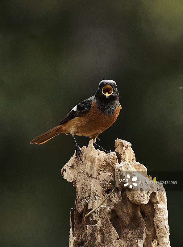 北红尾鸲，表现欲极强的小鸟图片素材