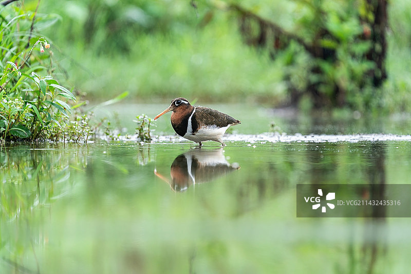 彩鹬家庭，一只彩鹬鸟爸爸带着幼仔在沼泽浅滩里游走觅食水中的田螺及其它软体动物图片素材