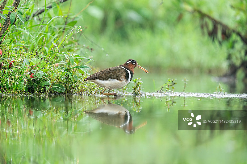 彩鹬家庭，一只彩鹬鸟爸爸带着幼仔在沼泽浅滩里游走觅食水中的田螺及其它软体动物图片素材