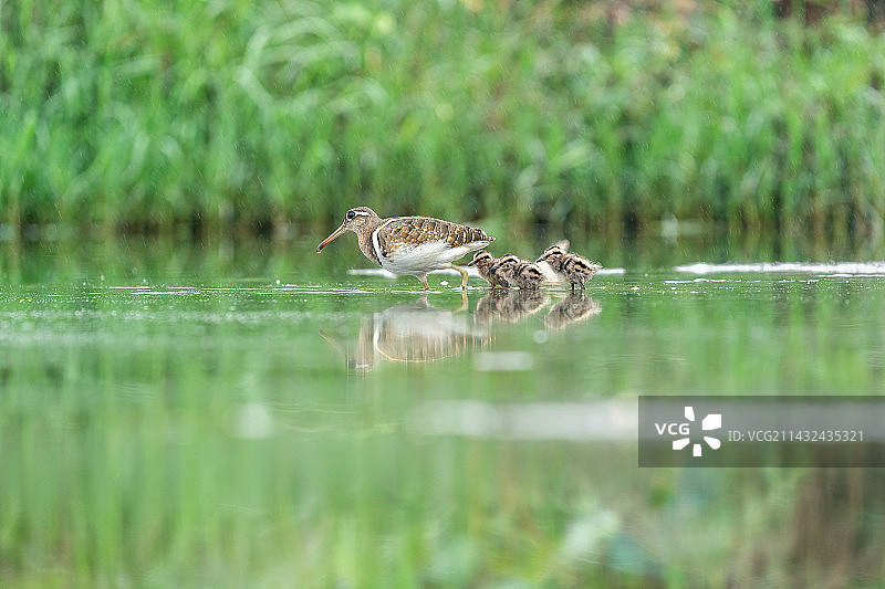 彩鹬家庭，一只彩鹬鸟爸爸带着幼仔在沼泽浅滩里游走觅食水中的田螺及其它软体动物图片素材