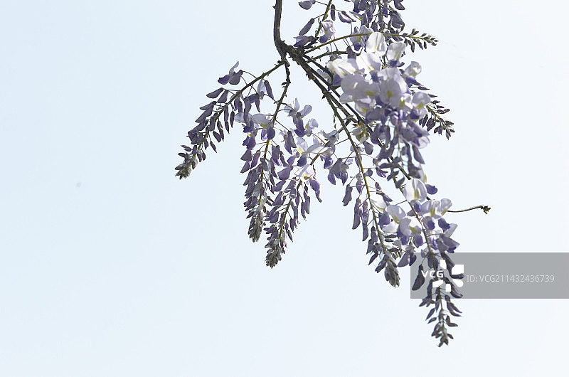 山东枣庄山亭区藤花峪村紫藤花开图片素材