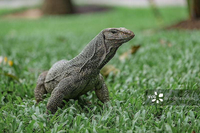 大蜥蜴图片素材