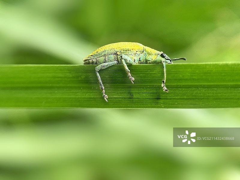 象鼻虫图片素材