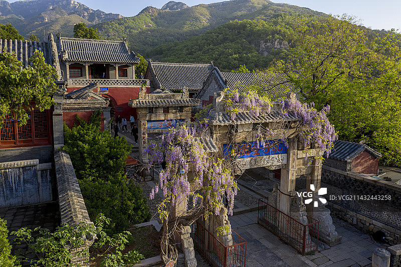 泰山孔子登临处三百余年的紫藤花开了图片素材
