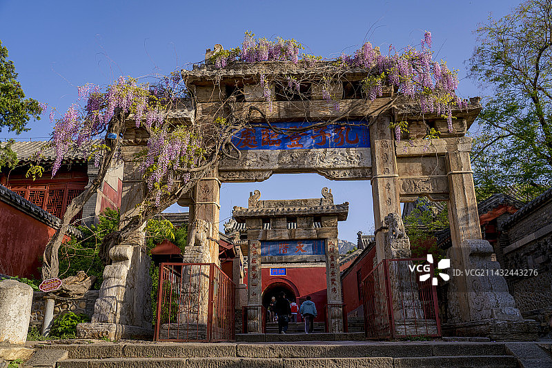 泰山孔子登临处三百余年的紫藤花开了图片素材