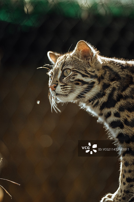 阳光下的豹猫图片素材