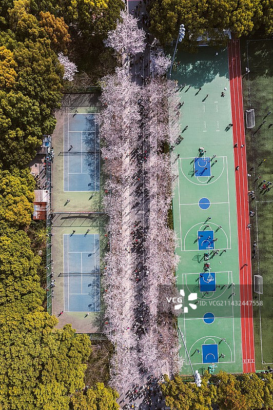 同济大学樱花大道图片素材