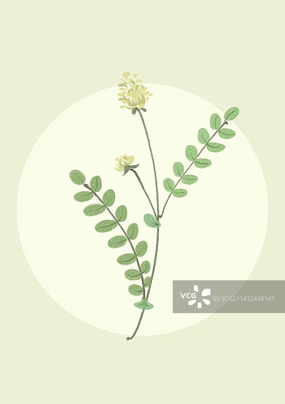 中药插画-黄芪图片素材