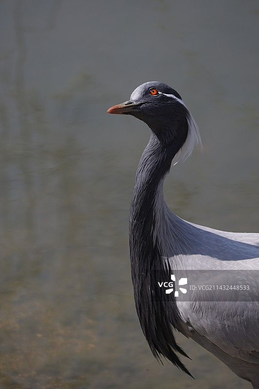 鹅与蓑羽鹤图片素材