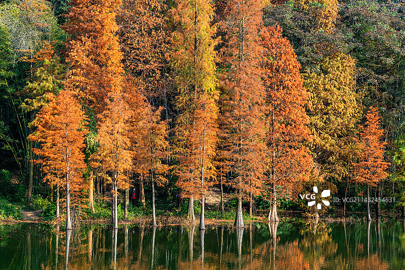 中国广州白云山风景区黄婆洞水库红色落羽杉景观图片素材