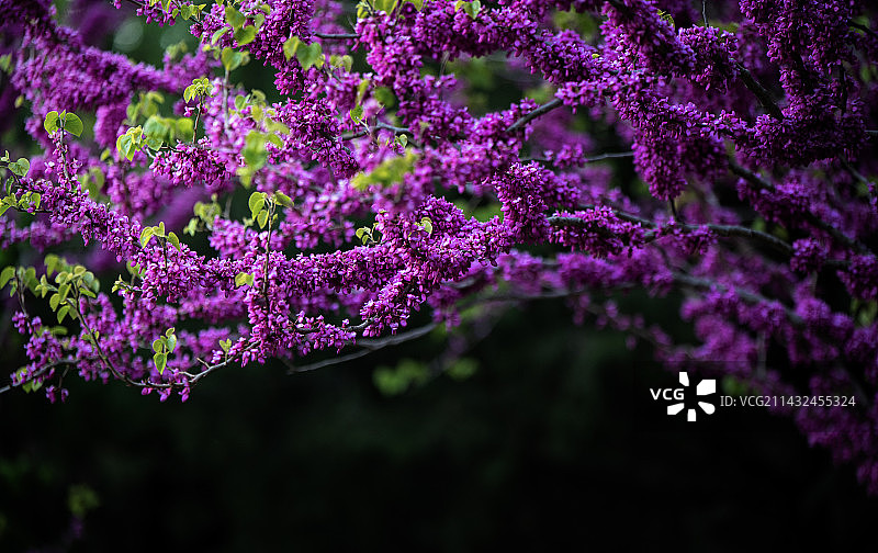 紫荆花树盛开图片素材