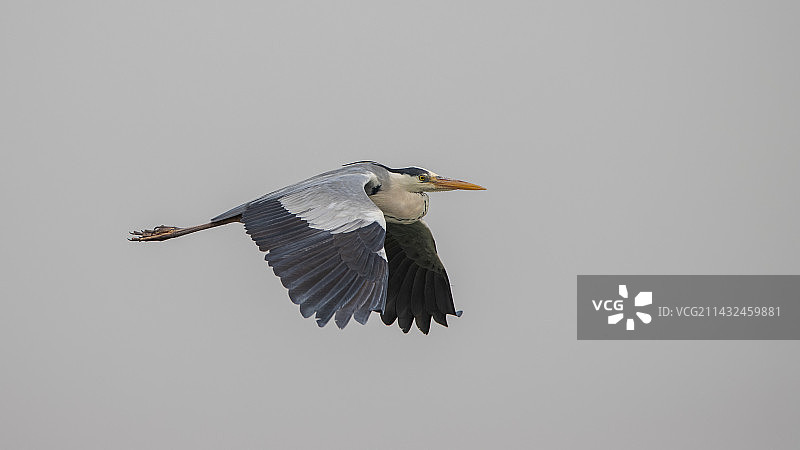 北京奥林匹克森林公园春天里飞行的苍鹭图片素材