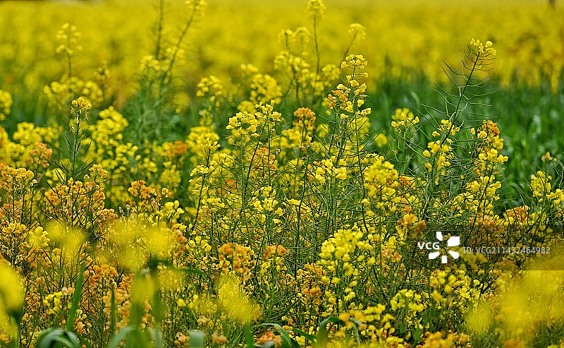 《多彩油菜花，多彩的田野》图片素材