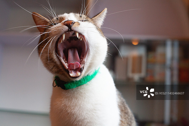 猫咪打哈欠图片素材