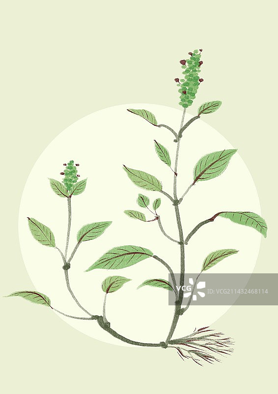 夏枯草图片素材