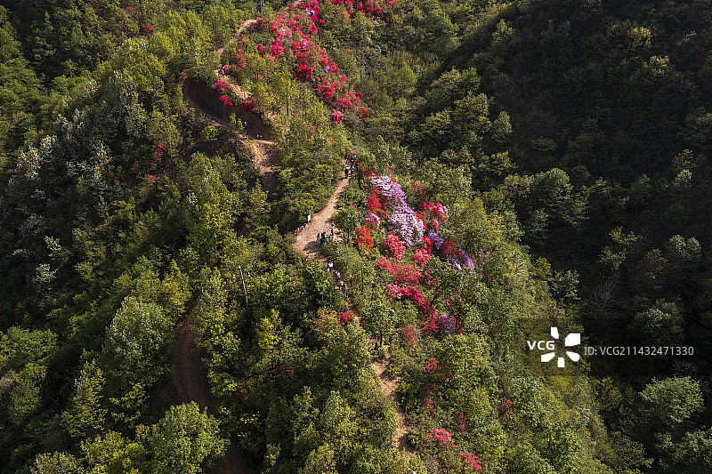航拍河南省洛阳市西泰山杜鹃小镇杜鹃花开图片素材