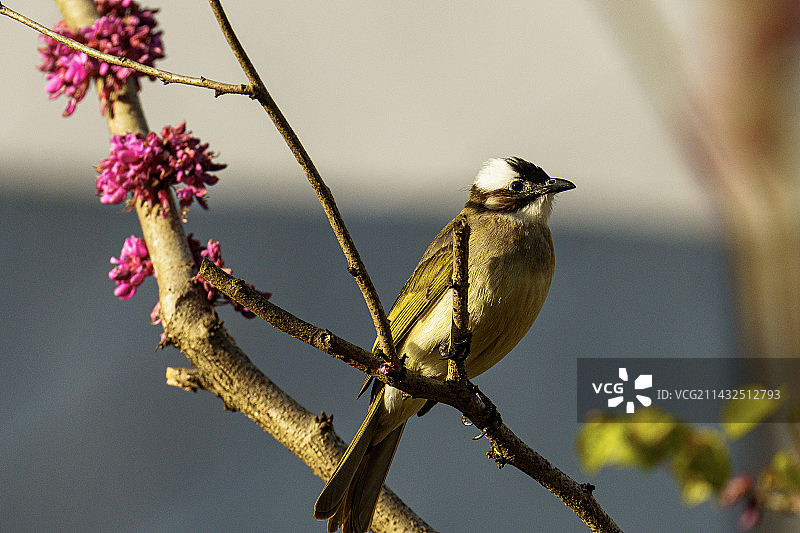 白头鹎图片素材
