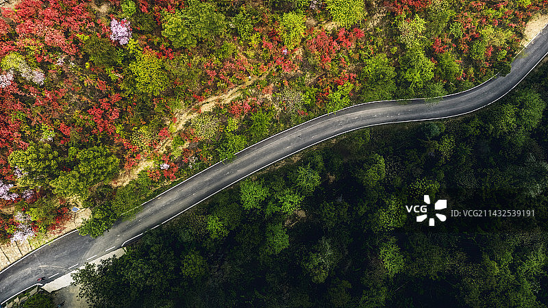 金刚山上映山红图片素材