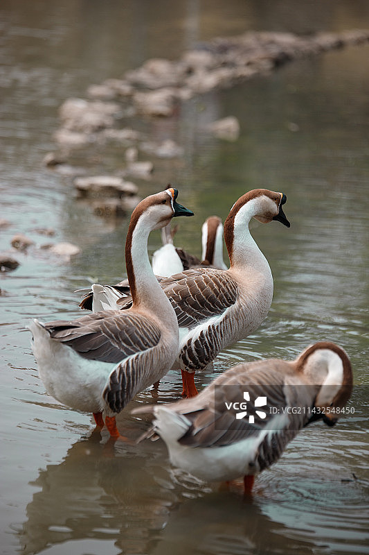 一群鹅图片素材