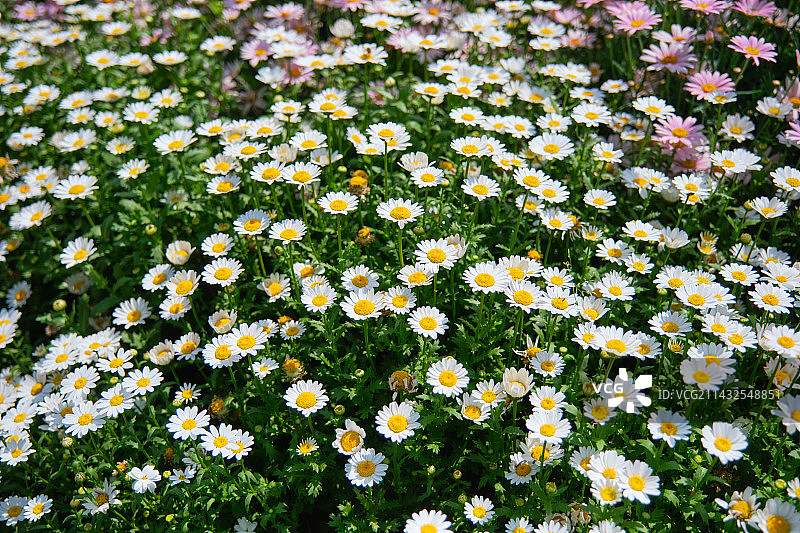 小菊花花海图片素材