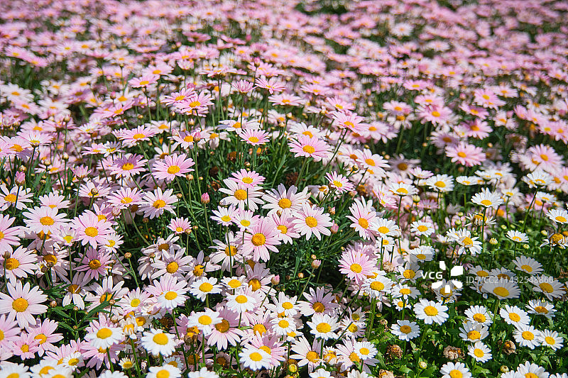 小菊花花海图片素材