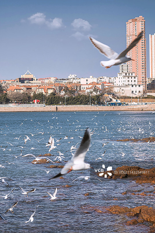 青岛栈桥的海鸥图片素材